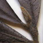Tetrameranthus guianensis Други