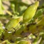 Cakile maritima Fruit