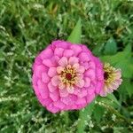 Zinnia violacea