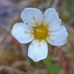 Saxifraga hypnoides Květ