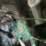 Caladium bicolorBlad