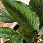 Calathea sanderiana Hoja