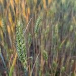 Triticum aestivumFrugt