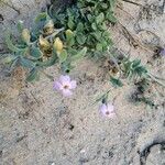 Marcus-kochia littorea Flower