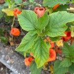 Physalis alkekengi Leaf