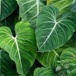 Philodendron gloriosum Fuelha