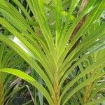 Grammatophyllum speciosum Blad