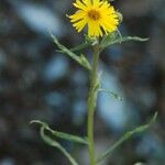 Madia elegans Flower