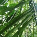 Euterpe precatoria Leaf