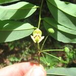 Monanthotaxis buchananii Flor