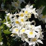 Rhododendron calendulaceum Blomma