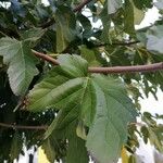 Morus alba Hoja
