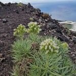 Echium brevirame Cvijet
