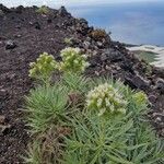 Echium brevirame Λουλούδι