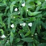 Gibasis pellucida Blatt