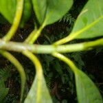 Chrysochlamys allenii Leaf