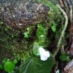 Lembocarpus amoenus Çiçek