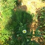 Erigeron annuusFlower