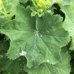 Alchemilla xanthochlora Лист