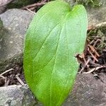 Cynoglossum germanicum Deilen