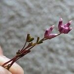 Trifolium depauperatum Floro