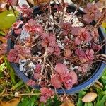 Sedum spurium Blad