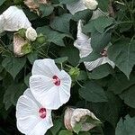 Hibiscus moscheutosFlower