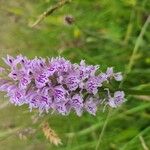 Dactylorhiza fuchsiiBlüte