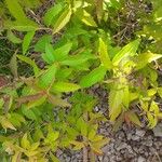 Spiraea japonica পাতা