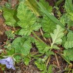 Erodium gruinum برگ