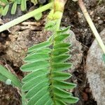 Astragalus hamosus Rhisgl