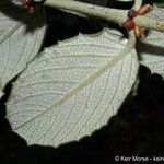 Ceanothus crassifolius Ліст