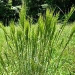 Andropogon bicornis Leaf