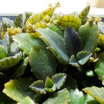 Kalanchoe daigremontiana ᱥᱟᱠᱟᱢ