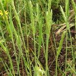 Hordeum pusillum Foglia