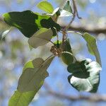 Croton gratissimus Leaf