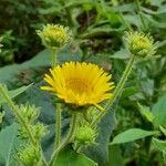 Microliabum polymnioides Flor