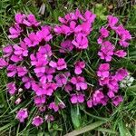 Dianthus glacialis Λουλούδι