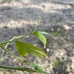 Vicia bithynica Leaf