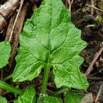 Adenocaulon bicolor Feuille