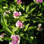 Dianthus chinensis Fuelha