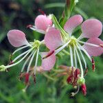 Oenothera suffrutescens Flor