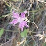 Dianthus hyssopifolius Květ