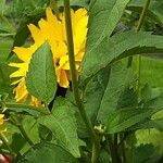 Heliopsis helianthoides പുറംതൊലി