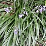 Hyacinthoides × massartiana Lehti