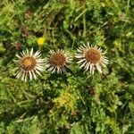 Carlina vulgarisFlower