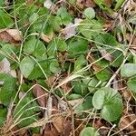 Asarum europaeum Lapas