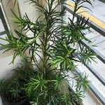 Podocarpus macrophyllus 葉