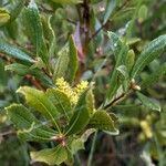 Myrica gale Leaf