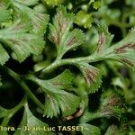 Asplenium cuneifolium Blatt